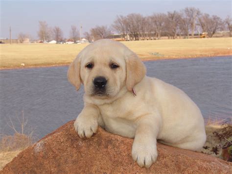 Choosing the Right Companion: Find Your Ideal Labrador Pup