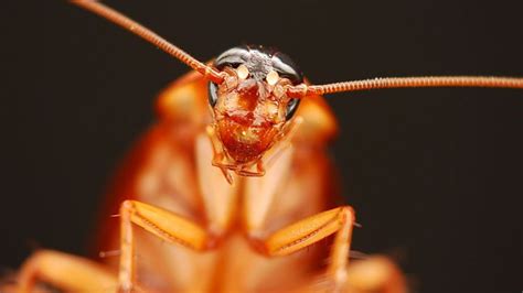 Cockroaches as a Symbol of Fear and Anxiety