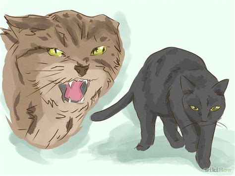 Common Meanings behind Dreams Involving Cat Teeth