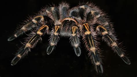 Common Perspectives on Tarantula Dreams in Dream Psychology