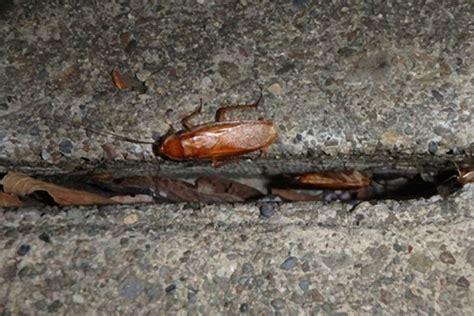 Common Scenarios Involving Invasion of Cockroaches