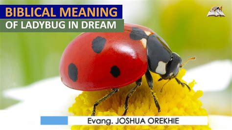 Common Scenarios Involving Ladybugs in Dreams
