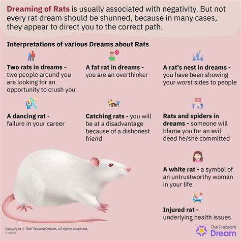 Common Scenarios of Rats Feeding in Dreams