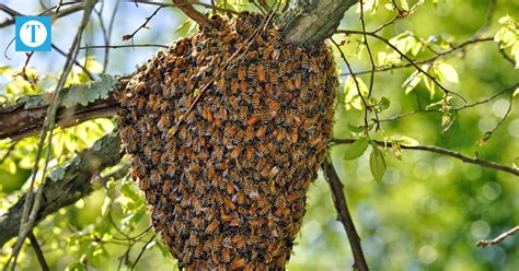 Confronting the Fear: Understanding Bee Swarms