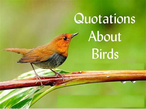 Connecting Birds with Inspiration and Aspiration