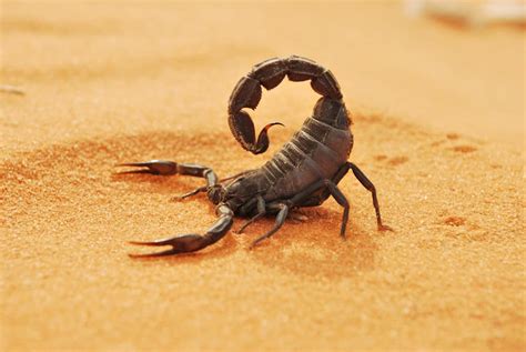 Connecting Scorpions to Fear and Anxiety in Dreams