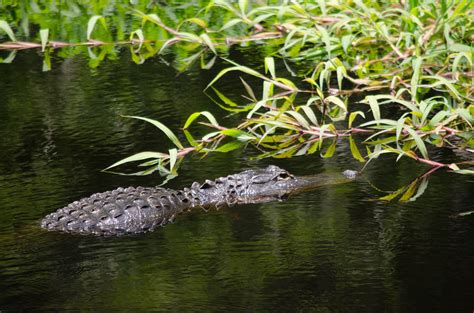 Conservation Clash: Debating the Impact of Alligator Hunting on Ecosystems