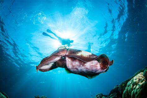 Conservation Efforts: Preserving the Enchanting World of Unusual Aquatic Creatures