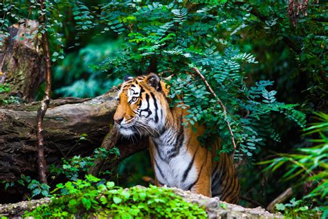 Conservation Efforts: Preserving the Endangered Species of Majestic Tigers