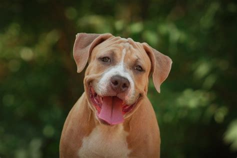 Considering the Pros and Cons of Adopting a Pit Bull