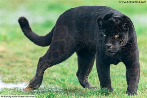 Coping Strategies for Managing Recurrent Pursuit by a Melanistic Jaguar Dreams