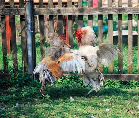 Coping strategies for dealing with recurring dreams of rooster aggression