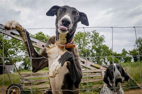 Cracking the Code: Unraveling the Message Behind Visions of a Hanging Canine