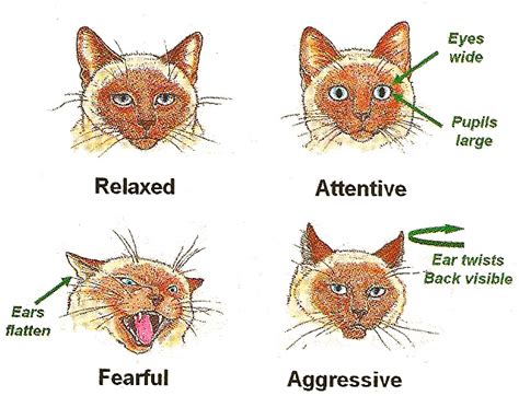 Cracking the Code of Cat Eye Communication