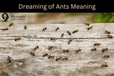 Cracking the Enigma: Decoding the Veiled Significance of Ants and Flies in Dreams