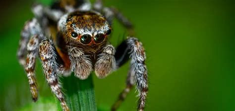Cracking the Enigmatic Meanings: Decoding the Symbolism of Arachnid Attacks