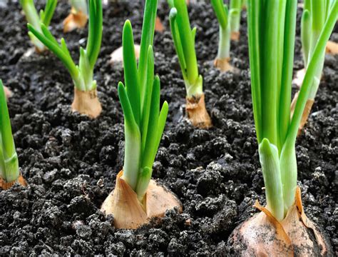 Cracking the Soil Mystery: The Key to Growing Enormous Onions
