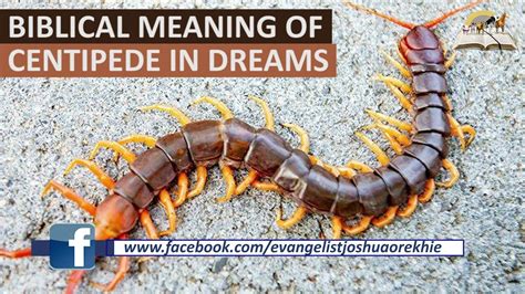 Crawling with Fear: Decoding the Feeling of Centipede Dreams