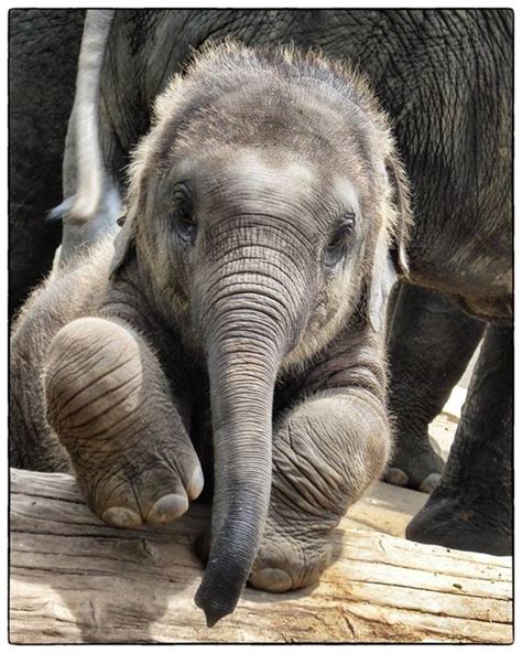 Creating Lasting Memories through the Unforgettable Encountering with an Endearing Elephant Calf