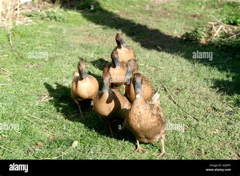 Creating a Haven for Ducks: Setting the Stage for Productive Egg-Laying