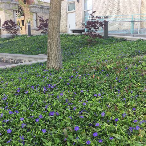Creating a Supportive Community of Periwinkle Admirers