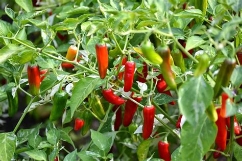 Creating a Thriving Hot Pepper Plant: Unleashing Your Gardening Potential