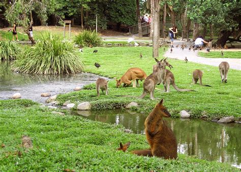 Creating the Ideal Habitat for Your Majestic Mammal