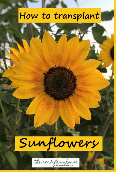 Crucial Pointers for Proper Planting and Transplanting of Magnificent Sunflowers