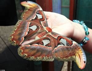 Cryptid or Hoax? Investigating Alleged Giant Moth Sightings