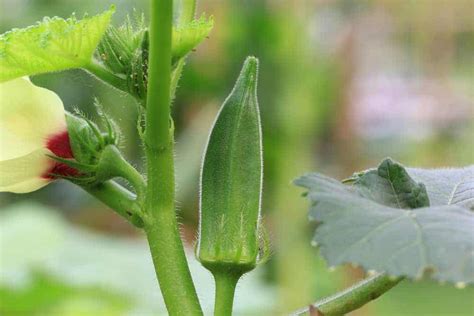 Cultivating Okra: Insider Tips and Techniques for an Abundant Yield