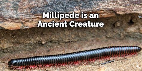 Cultural Significance and Symbolism of Millipedes in Dreams