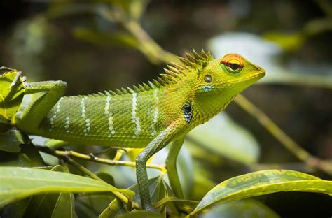 Cultural and Mythological Beliefs About the Symbolism of Lizards Landing on the Human Face in Dreams