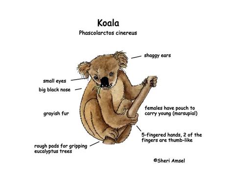 Cultural and Mythological References: Koalas in Different Belief Systems