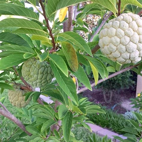 Custard Apple Tree Varieties: Which One is Right for You?