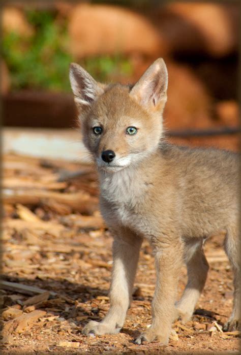 Dazzling Colors and Patterns: Understanding the Unique Coat of Coyote Pups