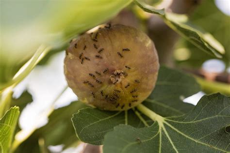 Dealing with Common Pests and Diseases that Impact Fig Trees