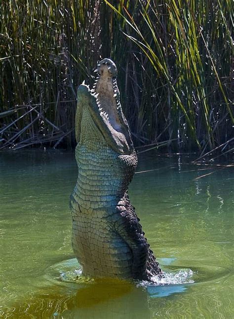 Deciphering Dreams of Being Consumed by Crocodiles