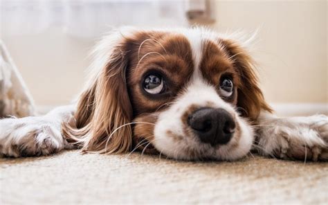 Deciphering Nightmarish Scenarios of Canine Confrontation