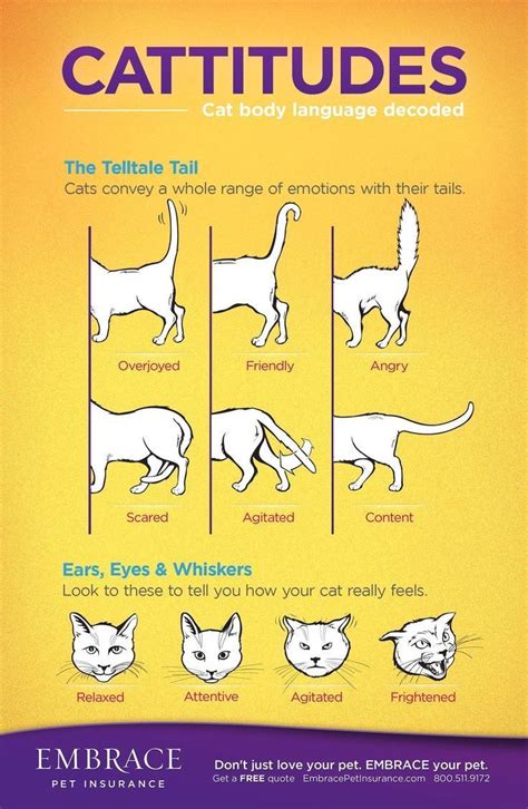 Deciphering Occurrences of Feline Aggression: Symbolic Meanings Explained