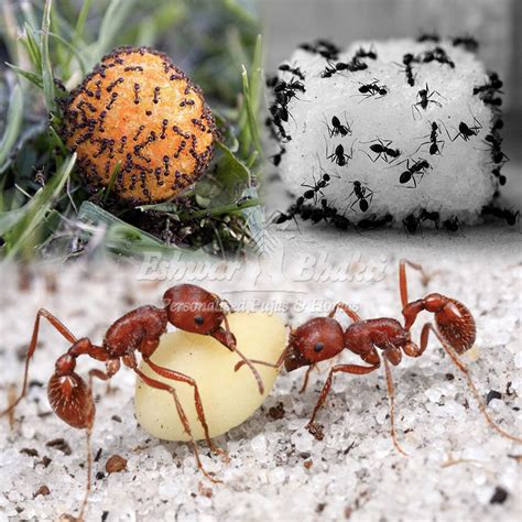 Deciphering the Enigmatic Messages in Sugar-Feeding Ants Within Dreamscapes
