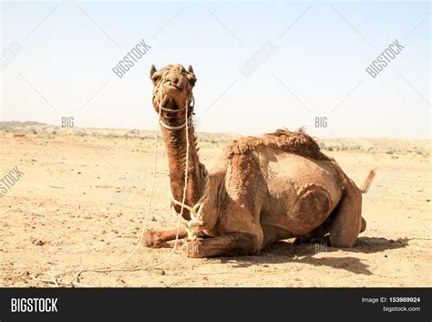 Deciphering the Enigmatic Significance of a Camel in a Seated Position