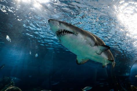Deciphering the Importance of Shark Encounters in Dreams