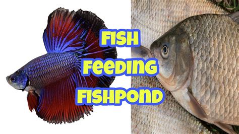 Deciphering the Origins of Experiencing Fish Feeding on Each Other