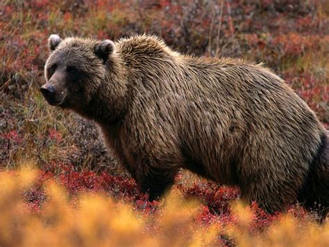Deciphering the Perception of Evading Wild Bears