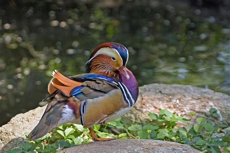 Deciphering the Significance of Ducks: Unraveling their Significance as an Emblem of Flexibility and Adaptability