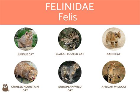 Deciphering the Significance of Felines in Oneiric Experiences