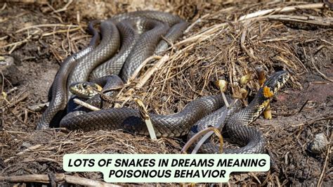 Deciphering the Significance of Various Behaviors Exhibited by Garden Snakes in Dreams