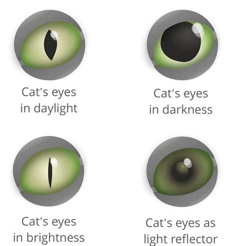 Deciphering the Significance of a Menacing Feline Vision