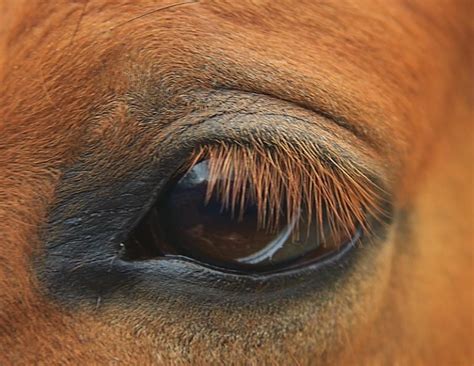 Deciphering the Submerged Equine Vision: Putting the Dream into Personal Context