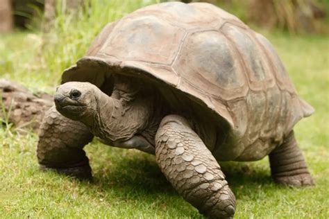 Decoding Animal Dreams: Exploring the Tortoise's Significance